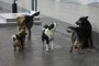 Бродячие псы напали на детей в Астрахани