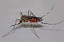 Астраханцам грозят комариные лихорадки из-за аномальной зимы