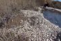 Власти отреагировали на видео с массовым замором рыбы в Астраханской области