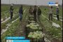 В Приволжском районе собрали ранний урожай салата