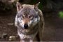 1000 пострадавших. Волки и собаки становятся источниками бешенства в Астраханской области