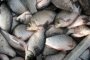Незаконный улов астраханской рыболовецкой организации составил более 1 тысячи штук воблы