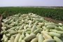 В Астрахани собрали первый урожай капусты и кабачка