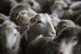 Сотрудники МВД задержали автопоезд с овцами из Астраханской области