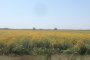 Аграрии Астраханской области планируют собрать более 3 тысяч тонн топинамбура