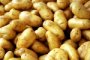 Камызякские фермеры переходят на высадку отечественных сортов картофеля