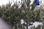 Астраханцы сравнивают цены на новогодние ёлки