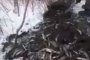 Астраханцы опубликовали видео удачной рыбалки лопатой