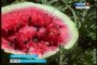 Астраханские селекционеры нашли достойную замену зарубежным сортам скороспелых арбузов