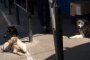 Администрация Астрахани подтвердила отлов чипированных собак