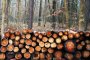Астраханец незаконно спилил деревья на полмиллиона рублей