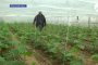 Астраханские фермеры не могут посадить рассаду из-за холодной весны