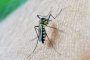 Астраханцам назвали главный принцип при выборе комаром своей жертвы