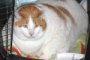 Кот, страдающий ожирением, похудел на 10 кг