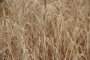 Свыше 5,4 тыс. тонн зерна собрали астраханские хлеборобы