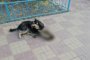 В Астрахани бродячая собака съела&#160;кошку