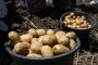 В Астрахани будут продавать местный картофель по выгодным ценам
