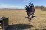 В Астраханский заповедник выпустили краснокнижного орлана