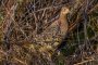 В Астраханской области охотники незаконно добыли трех самок фазана