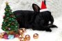 Новый год по восточному календарю: 22 января Чёрный Кролик вступит в&#160;свои права
