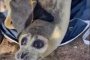В Минприроды России пересчитывают каспийских тюленей