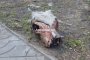 Астраханцы обнаружили обглоданную голову животного на центральной улице