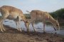 В Астраханской области сайгаки массово поспешили к&#160;воде из-за&#160;жары