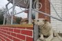 Астраханский чиновник игнорировал запросы граждан по поводу собак