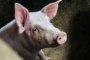 Свиньи продолжают вредить жителям Володарского района Астраханской области