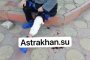 В Астрахани собака напала на пенсионерку