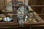 Собак из Ахтубинска отправляют в&#160;Астрахань
