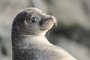 В Астрахани презентовали план спасения прикаспийских тюленей
