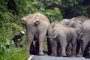 В Таиланде слоны напали на шумевшего в джунглях мотоциклиста