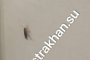 Квартиры астраханцев атакуют тараканы: куда обращаться?