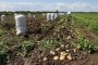 В Астраханской области приступили к&#160;сбору раннего картофеля