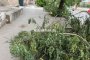 В Астрахани опиленные ветви почти перекрыли проход по тротуару
