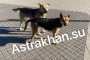 Сколько денег потратят на отлов собак в&#160;Астрахани