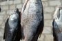Запрет на вылов воблы могут снять раньше, если восстановить попуски воды