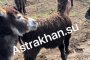 Астраханцы опасаются за судьбу стада ослов, брошенных в&#160;селе