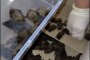 Больше сотни летучих мышей жили в&#160;ставропольском офисе