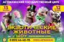 Астраханский цирк приглашает на новый показ программы &#171;Магия великих слов&#187;