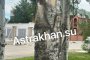 В Астрахани вандалы безжалостно уродуют деревья по всему городу