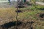 Почти полсотни деревьев высадили на улицах Астрахани