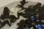 Две сотни астраханских лягушек пройдут лабораторные исследования Две сотни астраханских лягушек пройдут лабораторные исследования