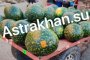 В конце ноября в&#160;Астрахани продаются арбузы: стоит ли их покупать и&#160;как сохранить ягоду до Нового года?