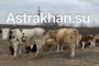 Коровы в&#160;Астраханской области терроризируют местных жителей и&#160;становятся причиной смертельных аварий