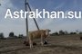В Астраханской области на штрафстоянке для сельхозживотных ввели карантин по бруцеллезу