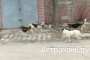 Бегают возле школ и парков: в Астрахани возьмутся за отлов собак за баснословные деньги