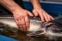 В Астрахани ищут массажиста для осетров В Астрахани ищут массажиста для осетров