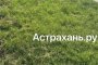 Клещи стали чаще нападать на астраханцев